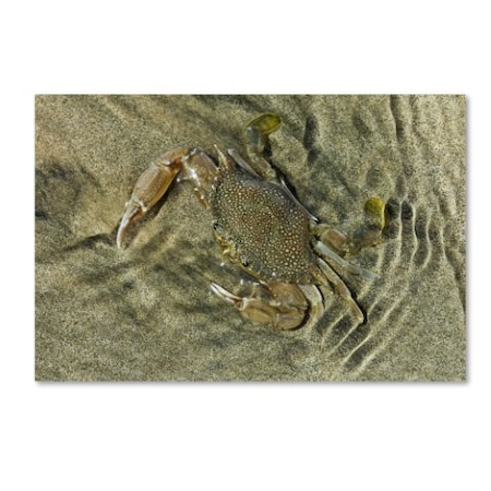 Robert Harding Picture Library 'Crabs' Canvas Art,22x32